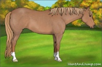 Horse Color:Red Roan 