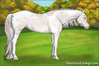 Horse Color:Gray Platinum Cremello Tobiano Rabicano 