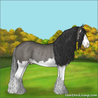 Horse Color:Black Splash Rabicano 
