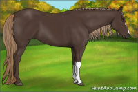 Horse Color:Liver Chestnut 