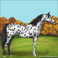 Horse Color:Black Near Leopard 