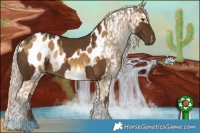 Horse Color:Chocolate Palomino Rabicano  and Chocolate Palomino Dun Tobiano Appaloosa Rabicano Brindle 