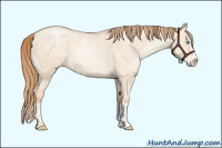 Horse Color:Gold Champagne Pearl Dun Rabicano  and Gold Champagne Pearl Dun Splash Rabicano 