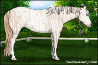 Horse Color:Gold Champagne Pearl Rabicano  and Gold Champagne Pearl Appaloosa Rabicano 