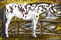 Horse Color:White Spotted Brown Appaloosa