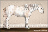 Horse Color:Gold Champagne Pearl Rabicano  and White Spotted Gold Champagne Pearl Rabicano 