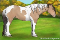 Horse Color:Amber Champagne Tobiano 