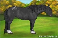 Horse Color:Black Appaloosa Rabicano  and Black Rabicano 