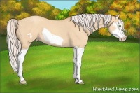 Horse Color:Silver Amber Champagne Dun Splash Frame 