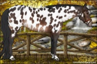 Horse Color:Brown Appaloosa