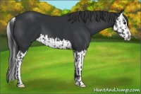 Horse Color:Black and Black Splash