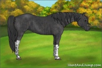 Horse Color:Black  and Black 