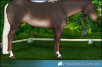 Horse Color:Liver Chestnut Mushroom