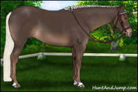Horse Color:Liver Chestnut Mushroom 