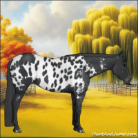 Horse Color:Black  and Black Appaloosa 