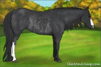Horse Color:Black  and Black Rabicano 