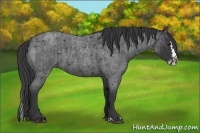 Horse Color:Blue Roan and Blue Roan Splash