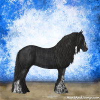 Horse Color:Black and Gray Black