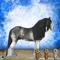 Horse Color:White Spotted Black