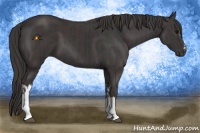 Horse Color:Black  and Smoky Black 