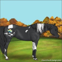 Horse Color:Black Appaloosa  and Black Tobiano 