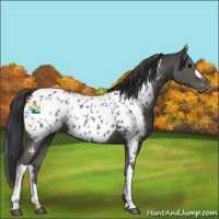 Horse Color:Black Near Leopard 