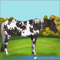 Horse Color:White Spotted Liver Chestnut