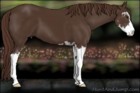 Horse Color:Liver Chestnut Sabino 