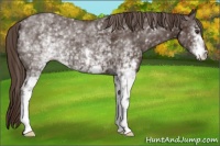 Horse Color:White Spotted Liver Chestnut 