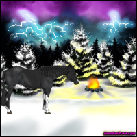 Horse Color:Black  and Gray Black 