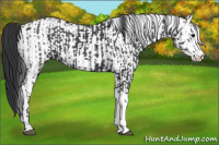 Horse Color:Black and White Spotted Black