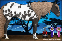 Horse Color:Liver Chestnut Near Leopard Rabicano 