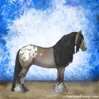 Horse Color:White Spotted Grullo Appaloosa