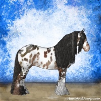 Horse Color:White Spotted Liver Chestnut Appaloosa 