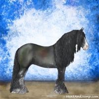 Horse Color:Black Sabino Rabicano