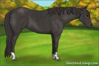 Horse Color:Black  and Smoky Black 
