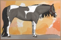 Horse Color:Grullo Splash Tobiano