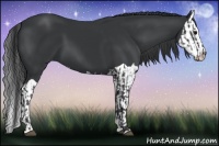 Horse Color:Black  and Black Splash 
