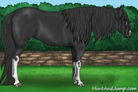 Horse Color:Black  and Black 
