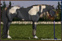 Horse Color:Smoky Black Pearl  and Black 