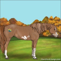 Horse Color:Chestnut Splash Frame  and Chestnut Splash Frame 
