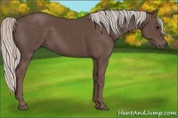 Horse Color:Silver Black