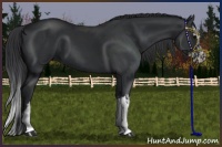 Horse Color:Black  and Black Splash 