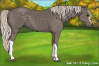 Horse Color:Silver Black