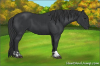 Horse Color:Black  and Black 