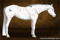 Horse Color:White Spotted Bay Dun Sabino Splash Leopard 
