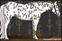 Horse Color:Silver Blue Roan Splash Appaloosa 