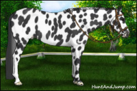 Horse Color:Black Appaloosa 