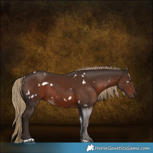 Horse Color:White Spotted Liver Chestnut 