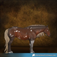 Horse Color:White Spotted Liver Chestnut 